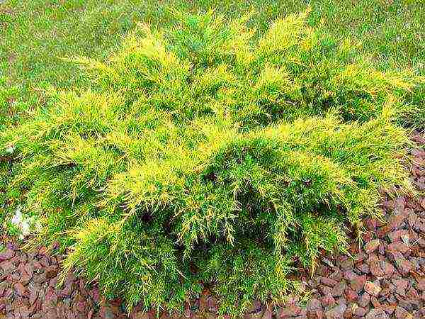 juniper old gold planting and care in the open field