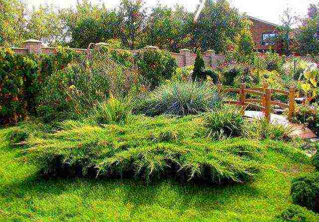 juniper old gold planting and care in the open field