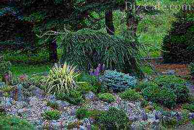 juniper old gold planting and care in the open field