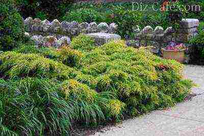 juniper old gold planting and care in the open field