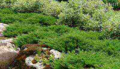 juniper old gold planting and care in the open field