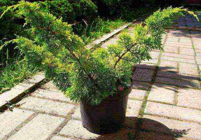 juniper old gold planting and care in the open field