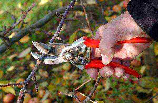 Summer pruning of a pear tree is carried out exclusively when absolutely necessary.