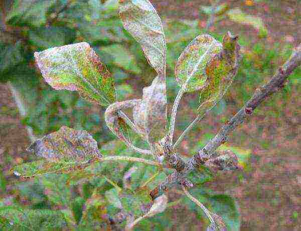 Pear of the Augustow dew variety is prone to powdery mildew, fruit rot and black crayfish