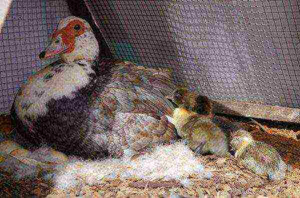 Mošusna patka sjedi na jajima