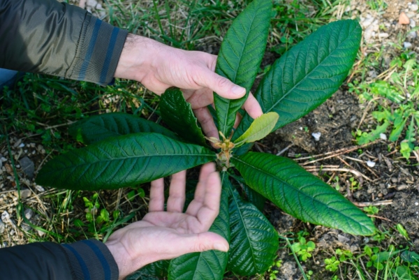 Before planting a medlar seedling, cut the leaves in half, dig a hole and place the plant there.