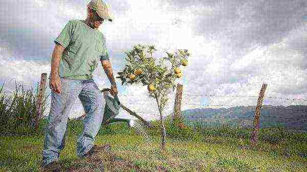 Young pears need abundant watering