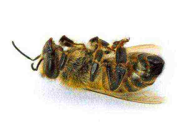 mrtva pčela