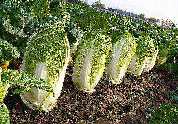 What is Chinese cabbage
