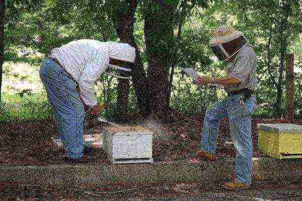 Beekeepers in an apiary with a smoker
