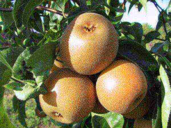 Columnar pear variety Hosu