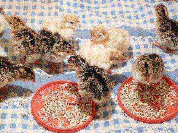Turkey poults eat from the trough