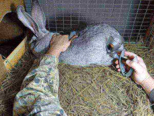 Vaccination of rabbits