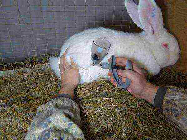 It's easy to vaccinate a rabbit yourself