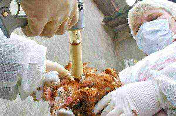 Vaccination of chickens