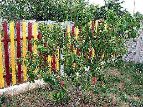 Young peach tree in the garden