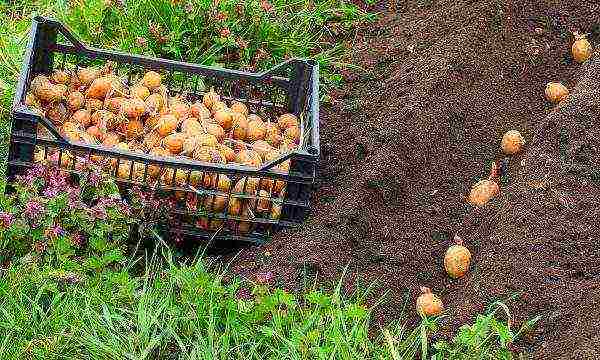 Seeding rate of potatoes