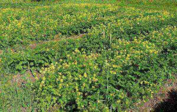 The green mass of mustard is rich in valuable trace elements