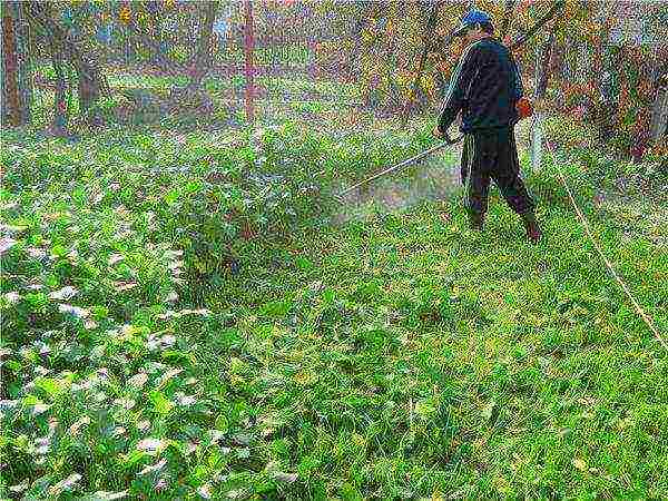 Mowing young mustard to fertilize the soil