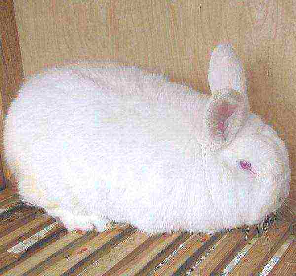 White breed of rabbits