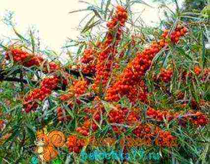 pagtatanim at pag-aalaga ng sea buckthorn sa bukas na bukid alinsunod sa lahat ng mga patakaran