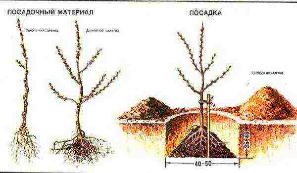 ทะเล buckthorn ปลูกและดูแลในทุ่งโล่งตามกฎทั้งหมด