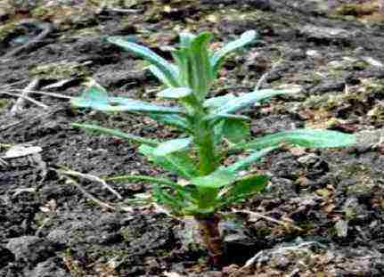 sea ​​buckthorn planting and care in the open field according to all the rules