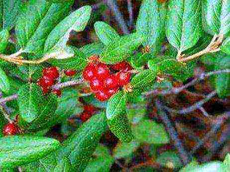 sea ​​buckthorn planting and care in the open field according to all the rules