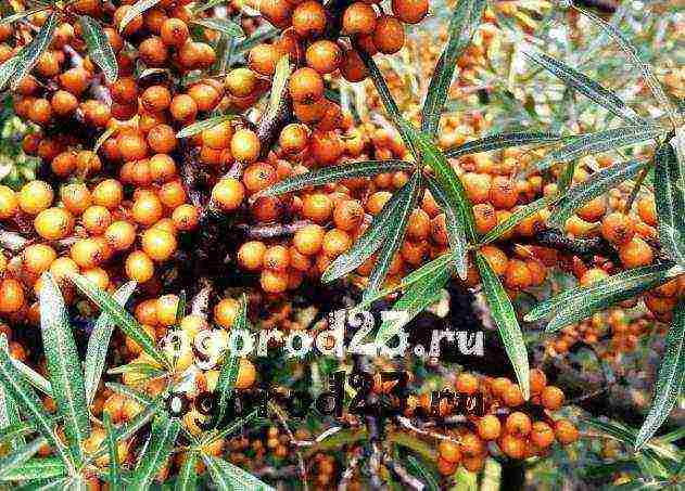 pagtatanim at pag-aalaga ng sea buckthorn sa bukas na bukid alinsunod sa lahat ng mga patakaran