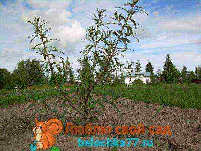 sea ​​buckthorn planting and care in the open field according to all the rules