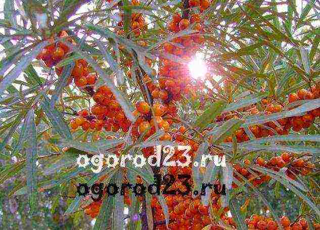 sea ​​buckthorn planting and care in the open field according to all the rules