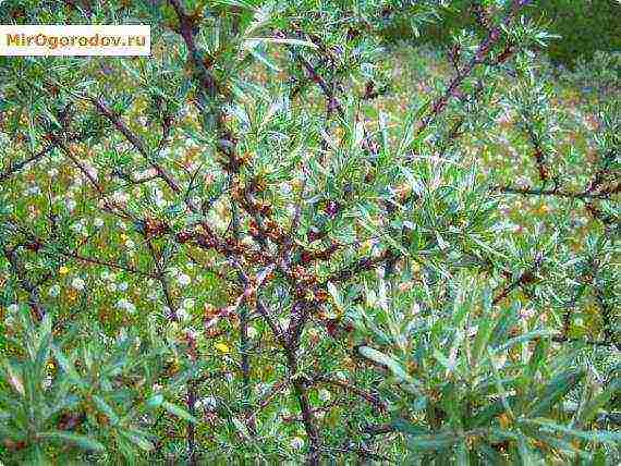 pagtatanim at pag-aalaga ng sea buckthorn sa bukas na bukid alinsunod sa lahat ng mga patakaran