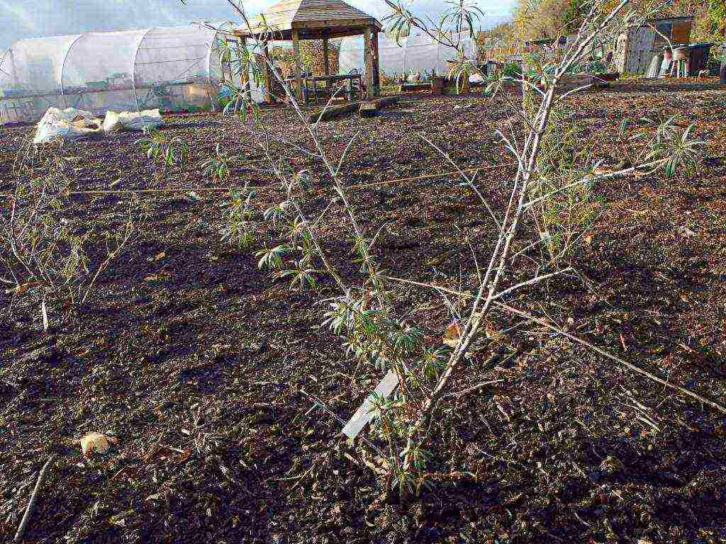 sea ​​buckthorn planting and care in the open field according to all the rules