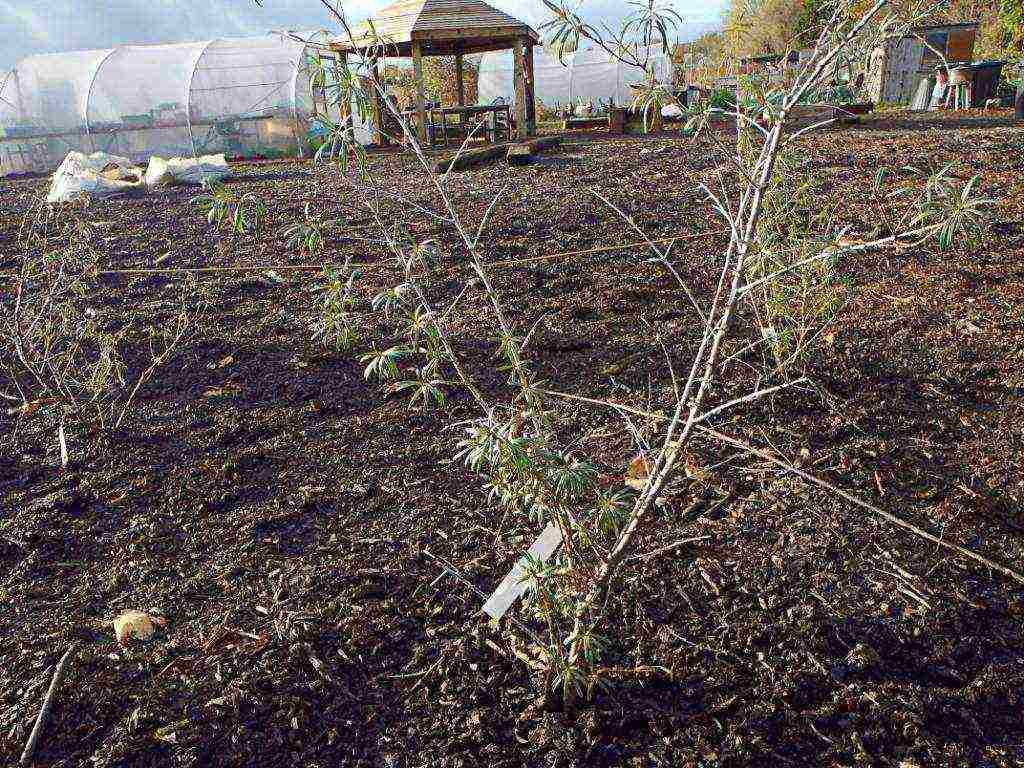 pagtatanim at pag-aalaga ng sea buckthorn sa bukas na bukid alinsunod sa lahat ng mga patakaran