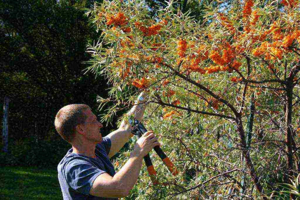 ทะเล buckthorn ปลูกและดูแลในทุ่งโล่งตามกฎทั้งหมด