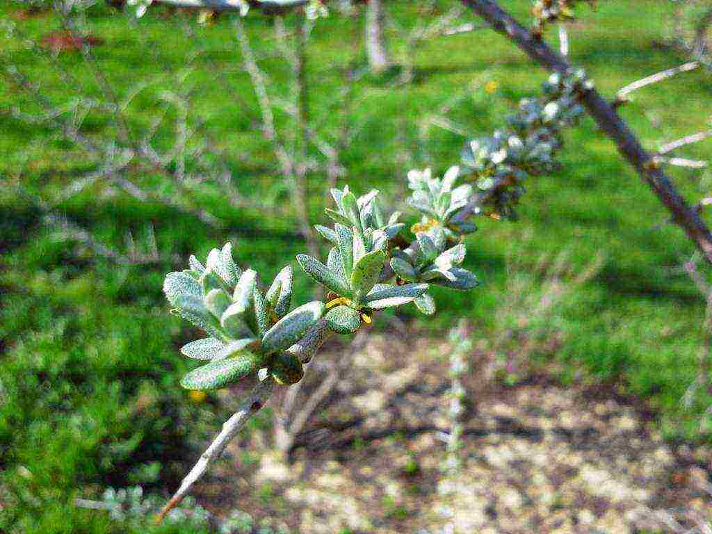 pagtatanim at pag-aalaga ng sea buckthorn sa bukas na bukid alinsunod sa lahat ng mga patakaran