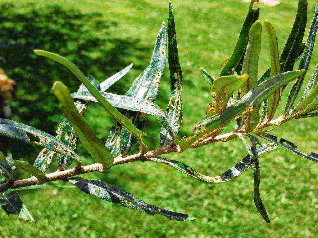 sea ​​buckthorn planting and care in the open field according to all the rules