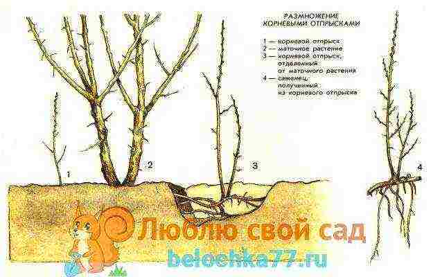 sea ​​buckthorn planting and care in the open field according to all the rules