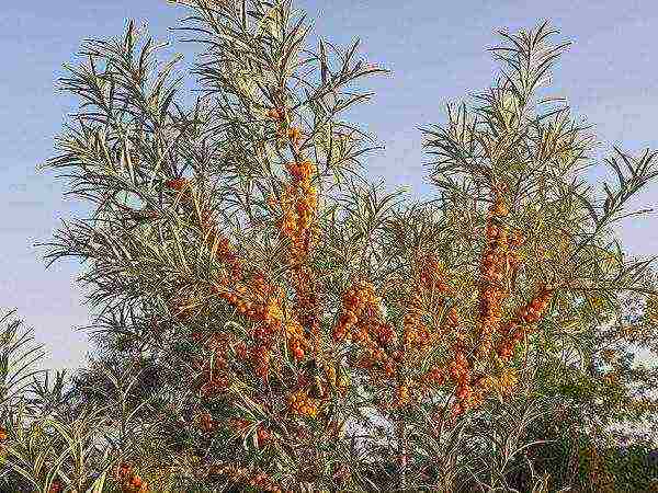 ang mga iba't ibang sea buckthorn ay ang pinakamahusay