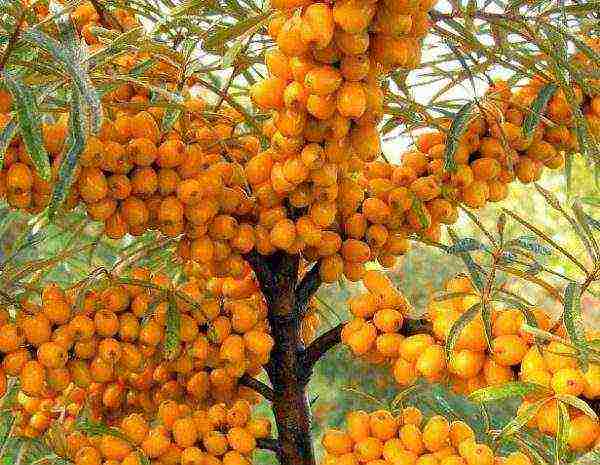 sea ​​buckthorn varieties are the best