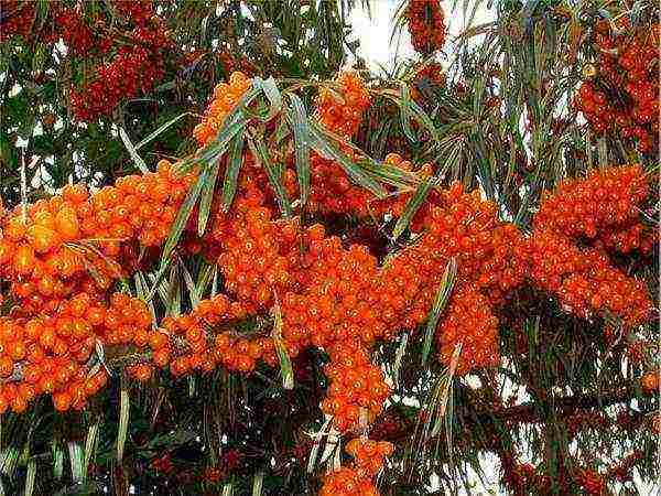 ang mga iba't ibang sea buckthorn ay ang pinakamahusay