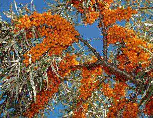 ang mga iba't ibang sea buckthorn ay ang pinakamahusay