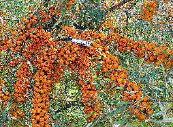 ang mga iba't ibang sea buckthorn ay ang pinakamahusay