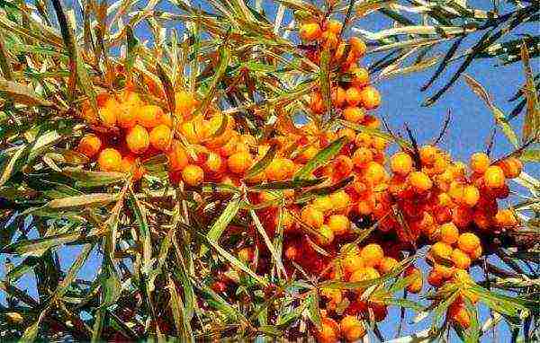 sea ​​buckthorn varieties are the best