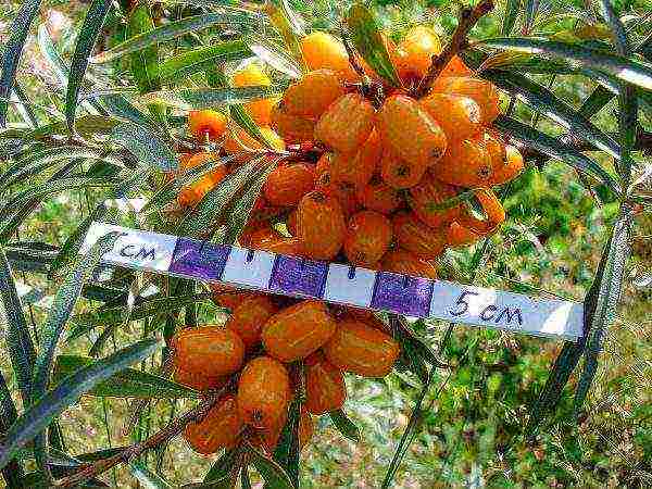 ang mga iba't ibang sea buckthorn ay ang pinakamahusay