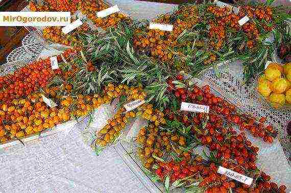 ang mga iba't ibang sea buckthorn ay ang pinakamahusay