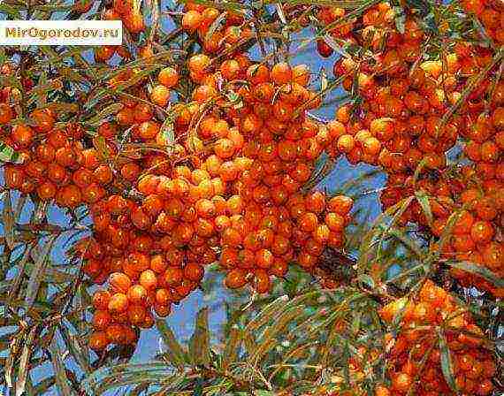 ang mga iba't ibang sea buckthorn ay ang pinakamahusay