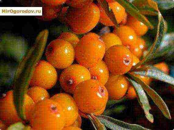 พันธุ์ทะเล buckthorn นั้นดีที่สุด