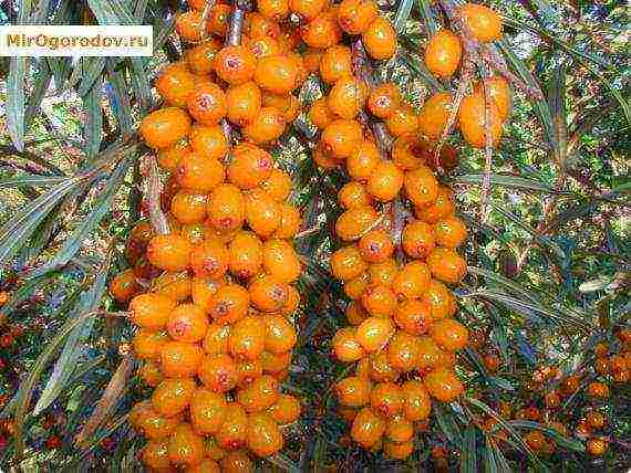 ang mga iba't ibang sea buckthorn ay ang pinakamahusay