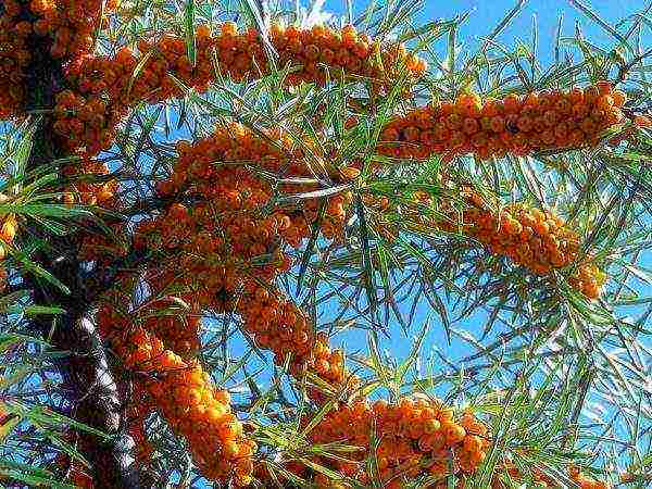 ang mga iba't ibang sea buckthorn ay ang pinakamahusay